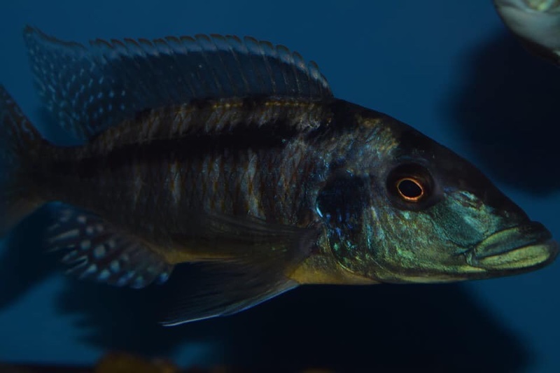 Lichnochromis acuticeps